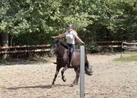 Weitere Ponys/Kleinpferde, Wallach, 5 Jahre, 146 cm, Rappe