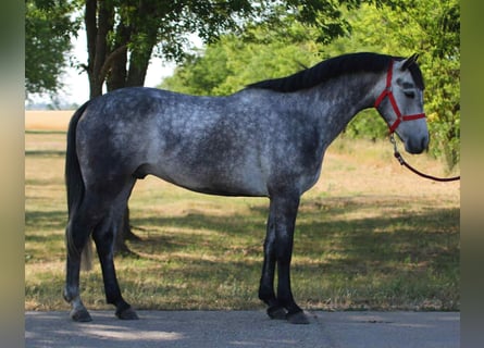 Weitere Ponys/Kleinpferde, Wallach, 5 Jahre, 146 cm, Schimmel