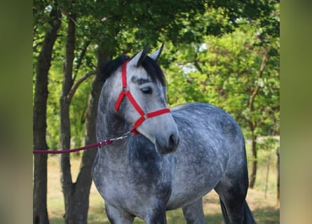 Weitere Ponys/Kleinpferde, Wallach, 5 Jahre, 146 cm, Schimmel