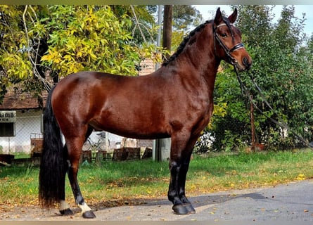 Weitere Ponys/Kleinpferde Mix, Wallach, 5 Jahre, 147 cm, Brauner