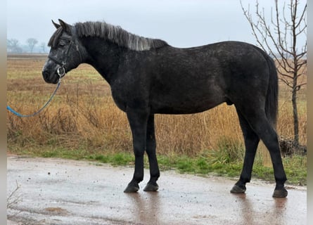 Weitere Ponys/Kleinpferde, Wallach, 5 Jahre, 147 cm, Rappschimmel