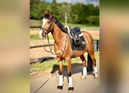 Weitere Ponys/Kleinpferde, Wallach, 5 Jahre, 148 cm, Brauner