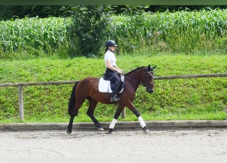 Weitere Ponys/Kleinpferde, Wallach, 5 Jahre, 150 cm, Brauner