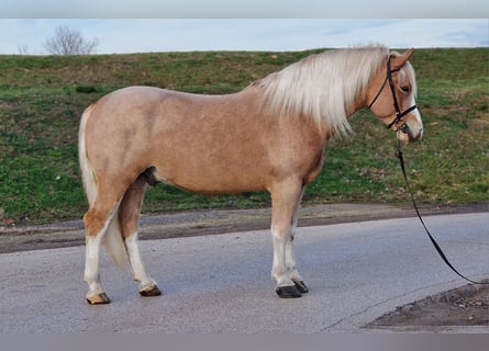 Weitere Ponys/Kleinpferde, Wallach, 5 Jahre, 150 cm, Fuchs