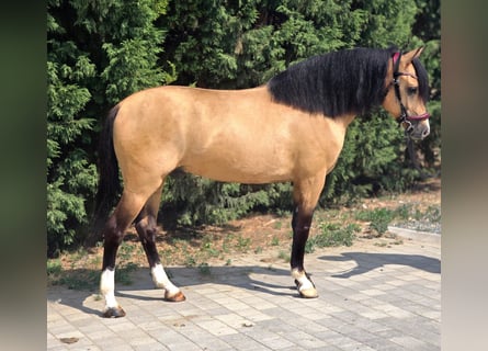 Weitere Ponys/Kleinpferde, Wallach, 5 Jahre, 150 cm, Palomino