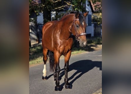 Weitere Ponys/Kleinpferde, Wallach, 5 Jahre, 153 cm, Brauner