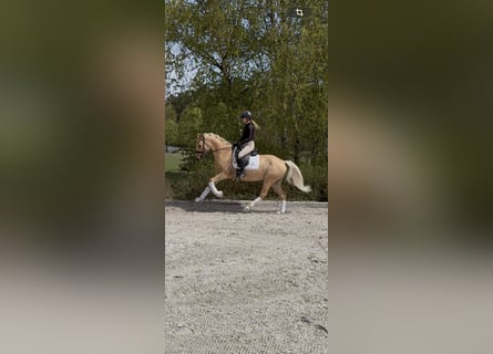 Weitere Ponys/Kleinpferde, Wallach, 5 Jahre, 153 cm, Palomino