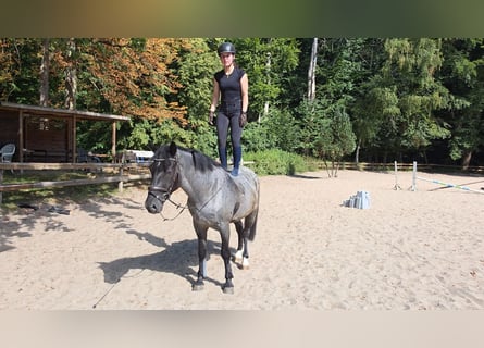 Weitere Ponys/Kleinpferde, Wallach, 5 Jahre, 153 cm, Rappschimmel