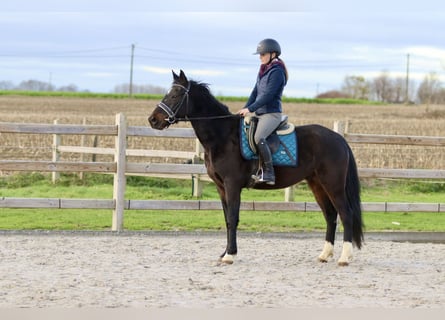 Weitere Ponys/Kleinpferde, Wallach, 5 Jahre, 154 cm, Rappe