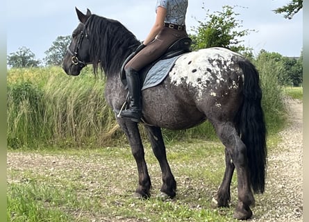 Weitere Ponys/Kleinpferde, Wallach, 5 Jahre, 159 cm, Tigerschecke
