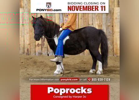 Weitere Ponys/Kleinpferde, Wallach, 5 Jahre, 86 cm, Schecke