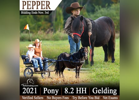 Weitere Ponys/Kleinpferde, Wallach, 5 Jahre, 89 cm, Rappe