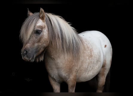 Weitere Ponys/Kleinpferde, Wallach, 5 Jahre, 91 cm