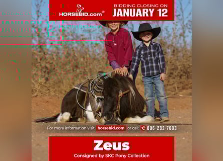 Weitere Ponys/Kleinpferde, Wallach, 6 Jahre, 102 cm, Schecke