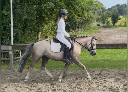 Weitere Ponys/Kleinpferde, Wallach, 6 Jahre, 117 cm, Falbe