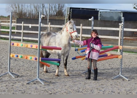 Weitere Ponys/Kleinpferde, Wallach, 6 Jahre, 121 cm