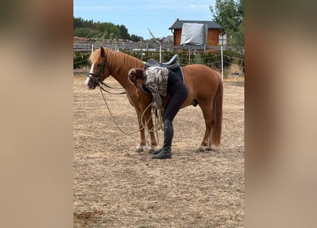 Weitere Ponys/Kleinpferde, Wallach, 6 Jahre, 123 cm, Fuchs