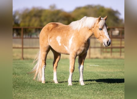 Weitere Ponys/Kleinpferde, Wallach, 6 Jahre, 124 cm, Schecke