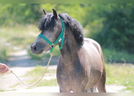 Weitere Ponys/Kleinpferde, Wallach, 6 Jahre, 126 cm, Schimmel