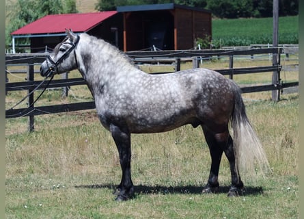 Weitere Ponys/Kleinpferde, Wallach, 6 Jahre, 140 cm, Apfelschimmel