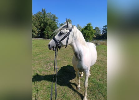 Weitere Ponys/Kleinpferde, Wallach, 6 Jahre, 143 cm, Schecke