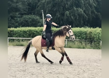Weitere Ponys/Kleinpferde, Wallach, 6 Jahre, 145 cm, Falbe