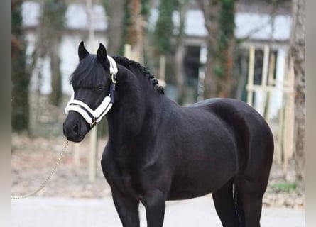 Weitere Ponys/Kleinpferde, Wallach, 6 Jahre, 145 cm, Rappe