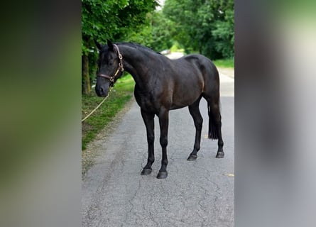 Weitere Ponys/Kleinpferde, Wallach, 6 Jahre, 145 cm, Rappe