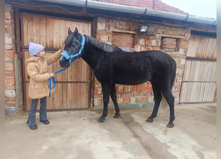 Weitere Ponys/Kleinpferde, Wallach, 6 Jahre, 147 cm, Rappschimmel