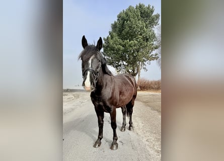 Weitere Ponys/Kleinpferde, Wallach, 6 Jahre, 148 cm, Rappe