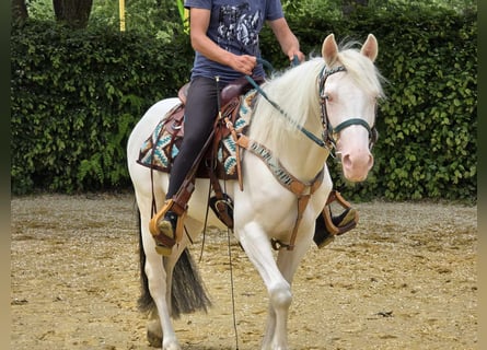 Weitere Ponys/Kleinpferde, Wallach, 6 Jahre, 148 cm, Schecke