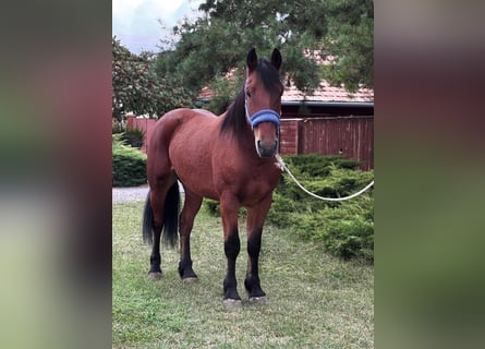 Weitere Ponys/Kleinpferde, Wallach, 6 Jahre, 150 cm, Brauner