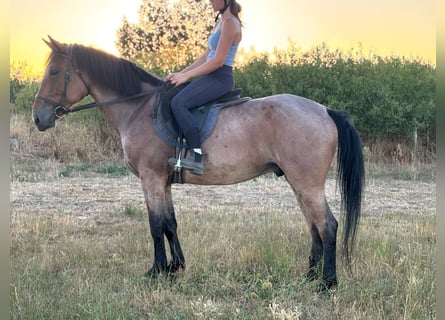 Weitere Ponys/Kleinpferde, Wallach, 6 Jahre, 150 cm, Rotschimmel