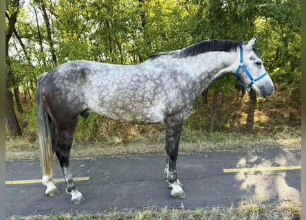 Weitere Ponys/Kleinpferde, Wallach, 6 Jahre, 150 cm, Schimmel