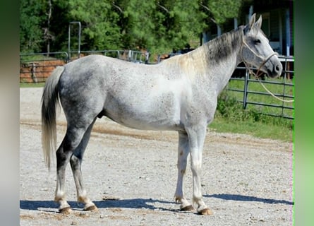 Weitere Ponys/Kleinpferde, Wallach, 6 Jahre, 150 cm, Schimmel