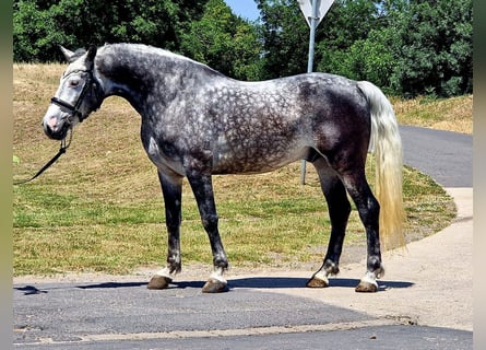 Weitere Ponys/Kleinpferde, Wallach, 6 Jahre, 152 cm, Schimmel