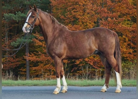 Weitere Ponys/Kleinpferde, Wallach, 6 Jahre, 155 cm, Brauner
