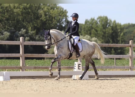 Weitere Ponys/Kleinpferde, Wallach, 6 Jahre, 165 cm, Blauschimmel