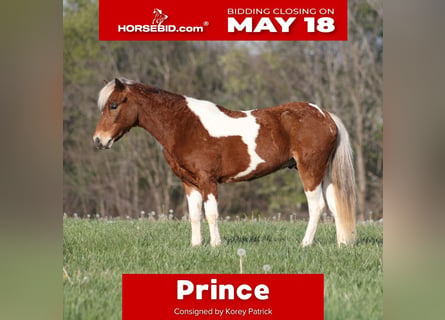 Weitere Ponys/Kleinpferde, Wallach, 6 Jahre, Schecke