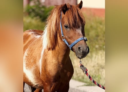 Weitere Ponys/Kleinpferde, Wallach, 7 Jahre, 100 cm, Schecke