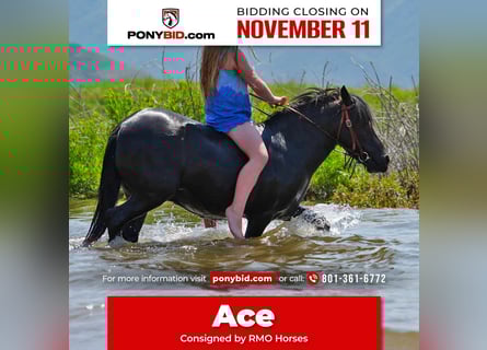 Weitere Ponys/Kleinpferde, Wallach, 7 Jahre, 109 cm, Rappe