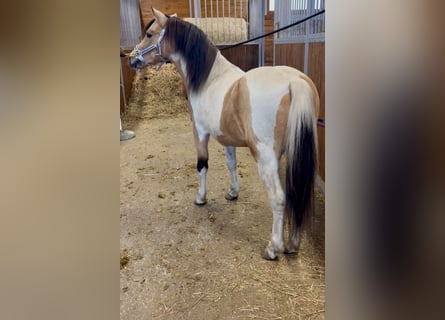 Weitere Ponys/Kleinpferde, Wallach, 7 Jahre, 113 cm, Schecke