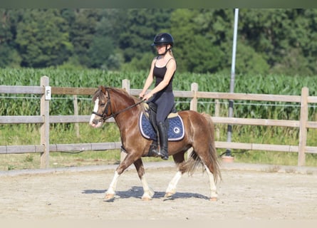 Weitere Ponys/Kleinpferde, Wallach, 7 Jahre, 117 cm, Brauner