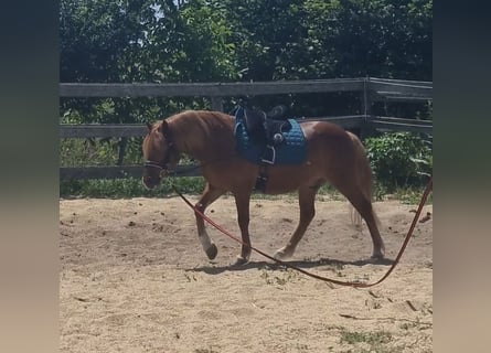 Weitere Ponys/Kleinpferde, Wallach, 7 Jahre, 125 cm, Fuchs