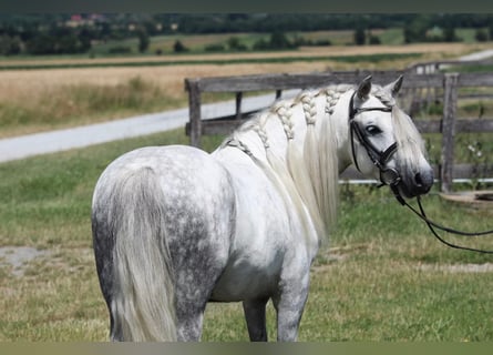 Weitere Ponys/Kleinpferde, Wallach, 7 Jahre, 125 cm, Schimmel