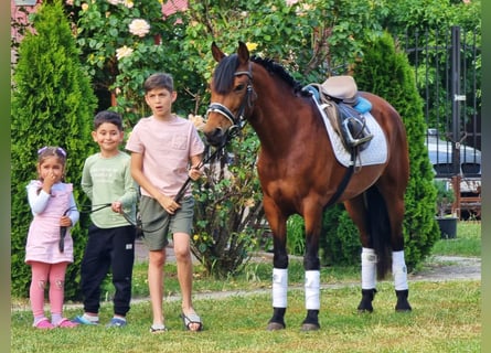 Weitere Ponys/Kleinpferde, Wallach, 7 Jahre, 135 cm, Brauner