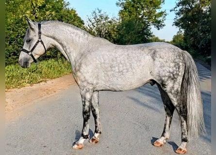 Weitere Ponys/Kleinpferde Mix, Wallach, 7 Jahre, 140 cm, Apfelschimmel