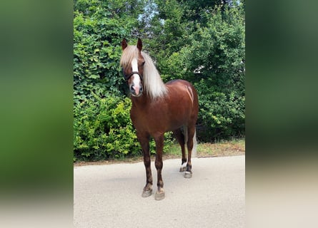 Weitere Ponys/Kleinpferde, Wallach, 7 Jahre, 142 cm, Dunkelfuchs