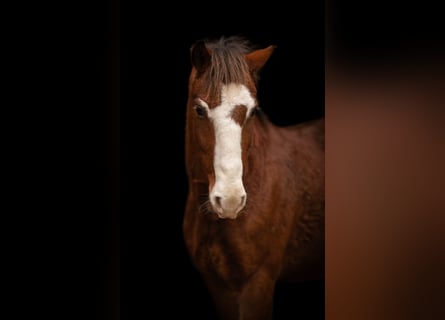 Weitere Ponys/Kleinpferde Mix, Wallach, 7 Jahre, 143 cm, Brauner