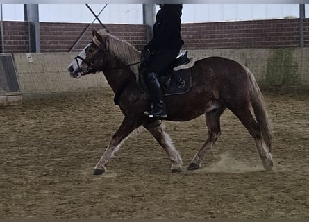 Weitere Ponys/Kleinpferde, Wallach, 7 Jahre, 145 cm, Dunkelfuchs
